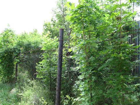Foto 19